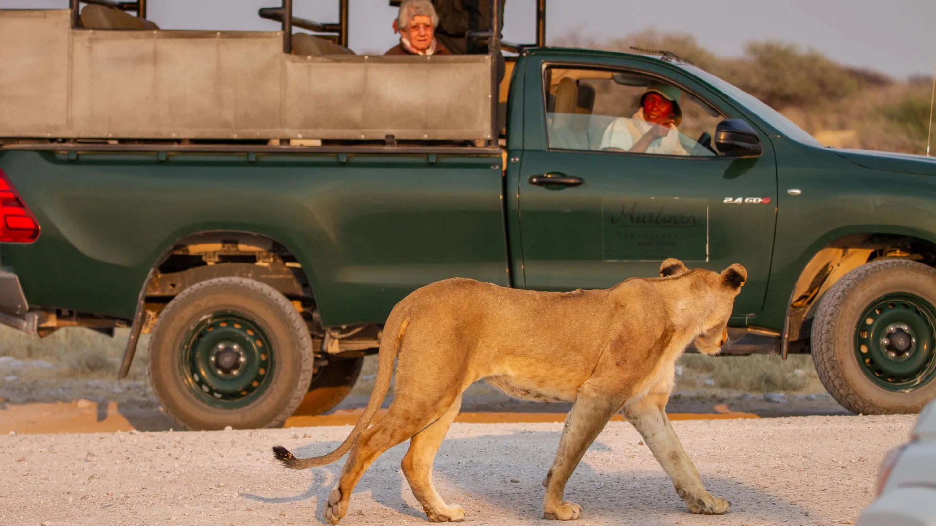 Mushara Game Drive Etosha National Park